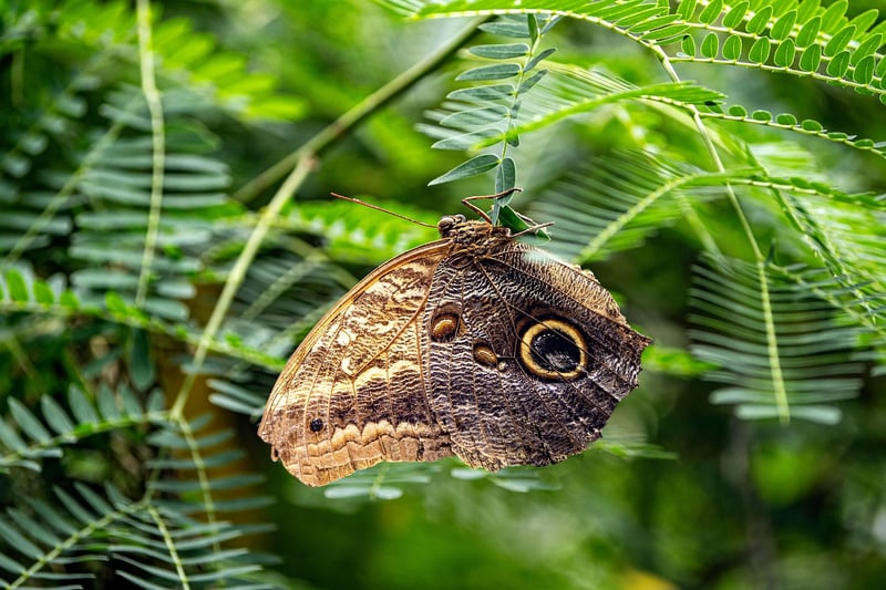 Butterfly in the woods